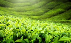 Teepflanze