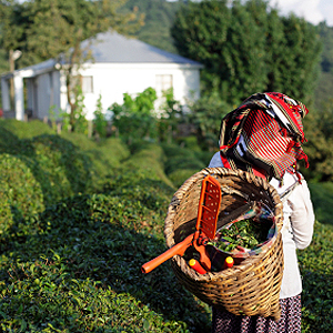 Teeanbau in Mittelasien