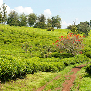 Teeanbau in Afrika