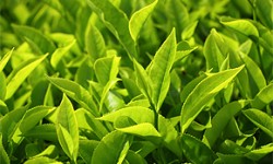 Teeblätter und Teeblüten für hochwertige Sorten