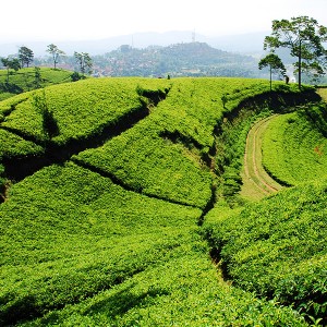 Teeplantage und Teepflanzen
