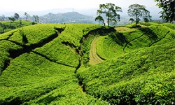Teeplantagen und Teepflanze