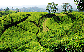 Teeplantagen und Teepflanze