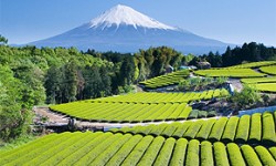 Teeanbaugebiete japanischer Tee