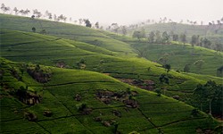 Teeanbau Sri Lanka
