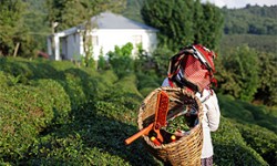 Teeanbaugebiete in Mittelasien
