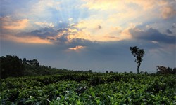 Teeanbau in Indonesien