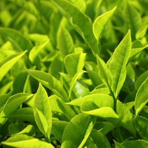 Teepflanzen