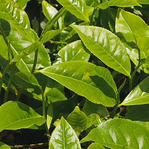 Grüner Tee Teepflanze Grüner Tee Teepflanze