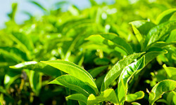 Darjeeling-Flugtee