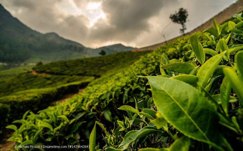 Teeplantage in Indien