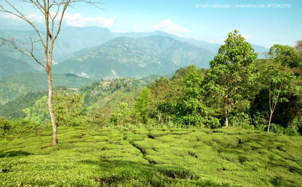 Grüner Darjeeling – gar nicht mal so grün