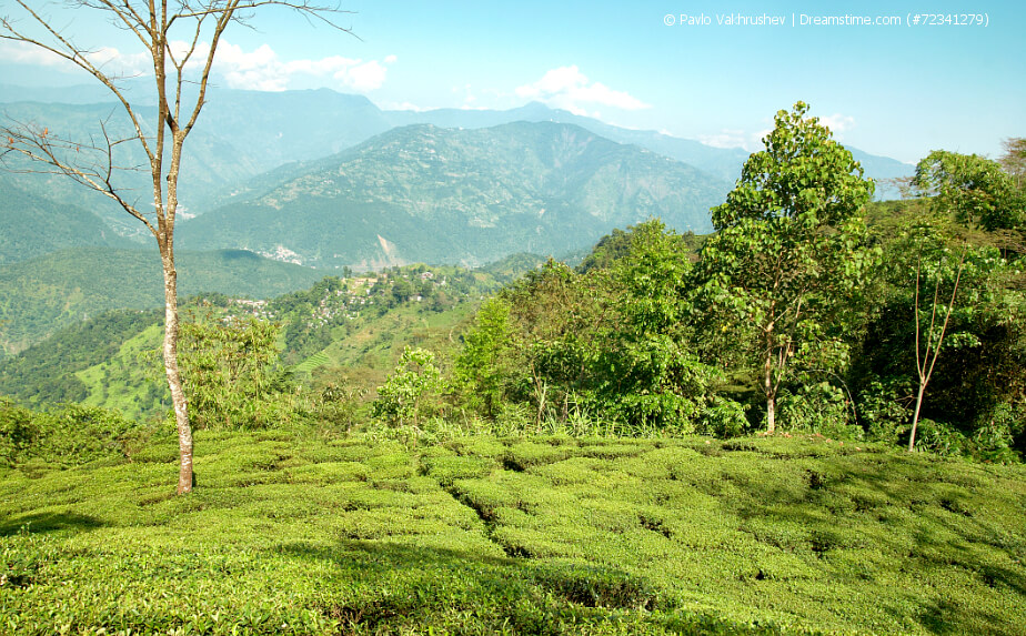 Grüner Darjeeling - Tee-Plantage in Indien