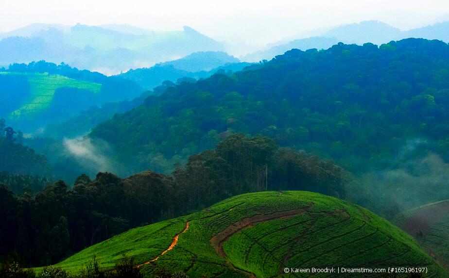 Teeanbau in Afrika