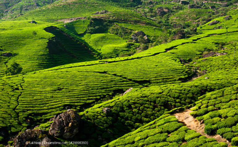 Teeanbaugebiet Indien Teeanbau in Indiens Teeplantagen