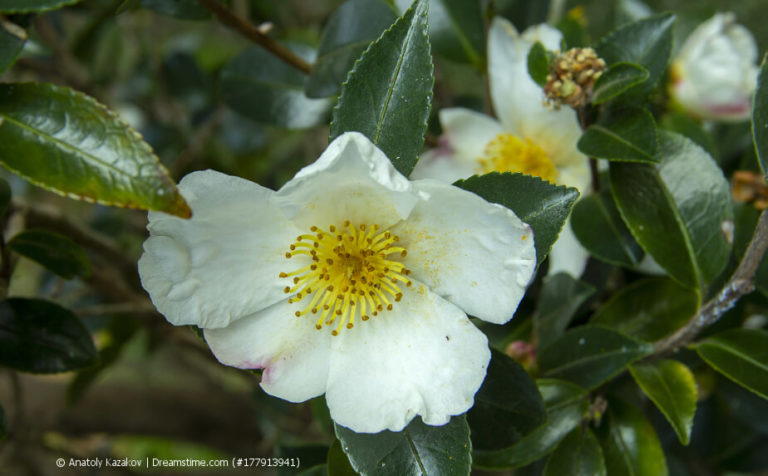 Thea Camellia sinensis bzw. assamica | Teepflanze